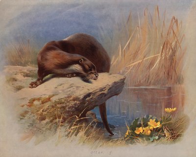 カワウソ 作： Archibald Thorburn